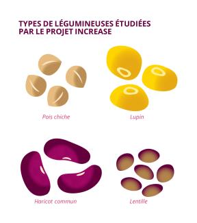 Les différents types de légumineuses étudiées par le projet INCREASE.